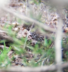 Passerella iliaca schistacea