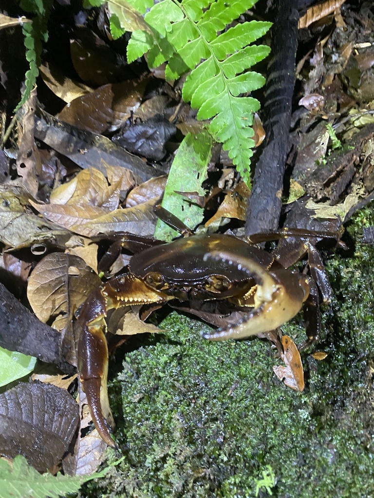 Potamocarcinus magnus