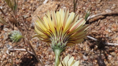 Malacothrix californica