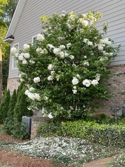 Viburnum carlcephalum