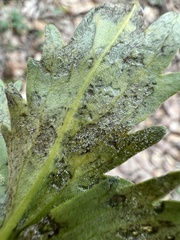 Hyaloperonospora
