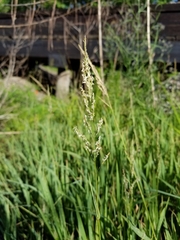 Panicum hemitomon