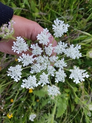 Daucus muricatus