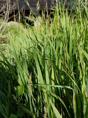 Panicum hemitomon