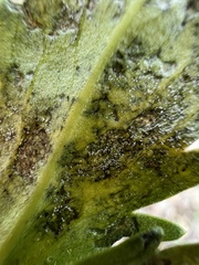 Hyaloperonospora