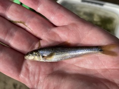 Phenacobius mirabilis