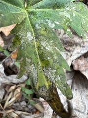 Hyaloperonospora