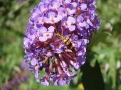 Strangalia luteicornis