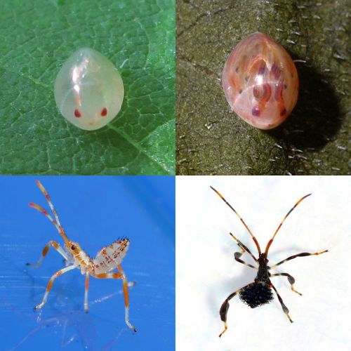 Spine-headed Bugs (Genus Acanthocephala) · iNaturalist