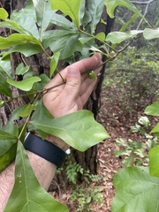 Amphibolips melanocera