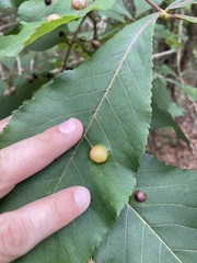 Phylloxera caryaescissa