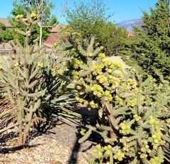Cylindropuntia imbricata