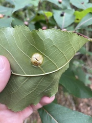 Phylloxera caryaescissa
