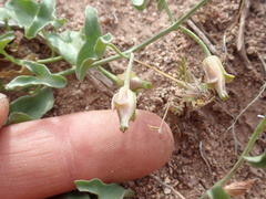 Calystegia peirsonii