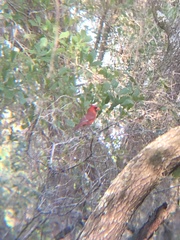 Cardinalis cardinalis image