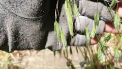 Bromus arenarius