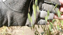 Bromus arenarius