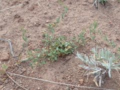 Calystegia peirsonii