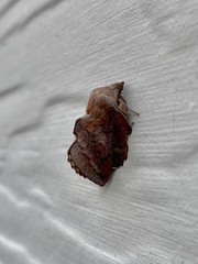 Phyllodesma americana