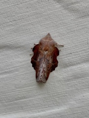 Phyllodesma americana