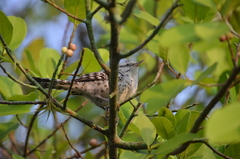 Campylorhynchus nuchalis