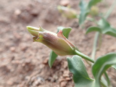 Calystegia peirsonii