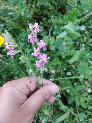 Silene bellidifolia