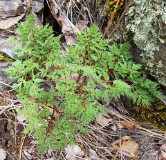 Lomatium multifidum