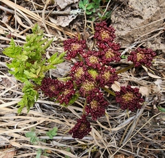 Lomatium multifidum