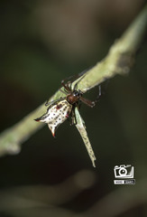 Micrathena nigrichelis