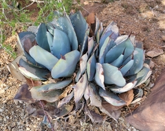 Agave