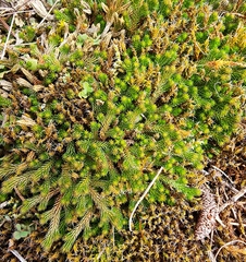 Selaginella densa