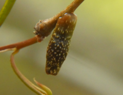 Amphibolips ellipsoidalis