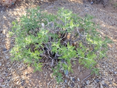 Salvia yangii
