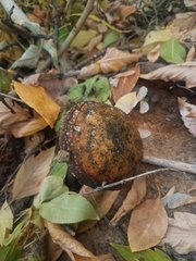 Fungi