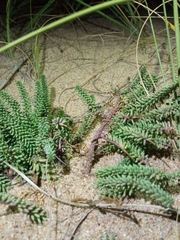Polygala cyparissias