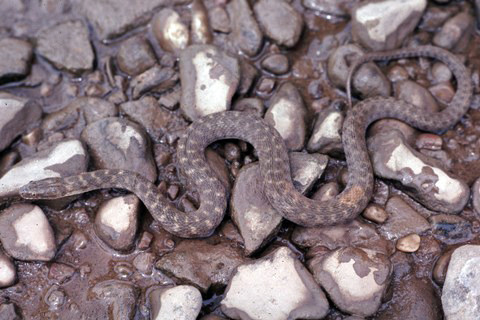 Brazos Water Snake