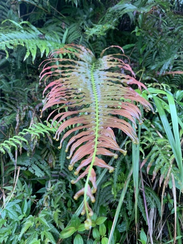 Blechnum orientale