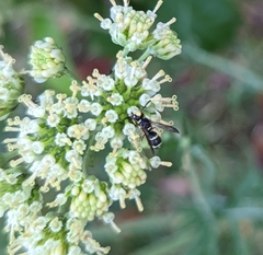Parancistrocerus minimoferus