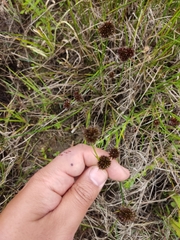 Juncus valvatus