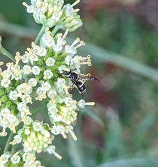 Parancistrocerus minimoferus