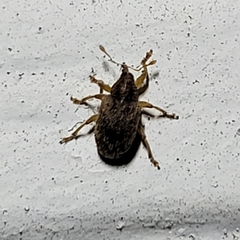 Lignyodes