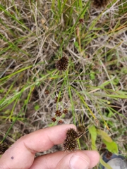 Juncus valvatus