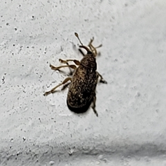 Lignyodes