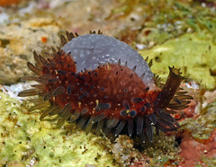 Staphylaea staphylaea