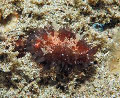 Staphylaea staphylaea