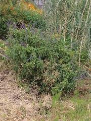 Coleus barbatus image