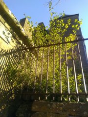 Ulmus minor minor