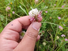 Trifolium isthmocarpum