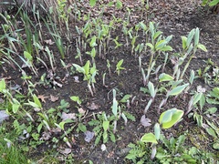 Polygonatum odoratum pluriflorum